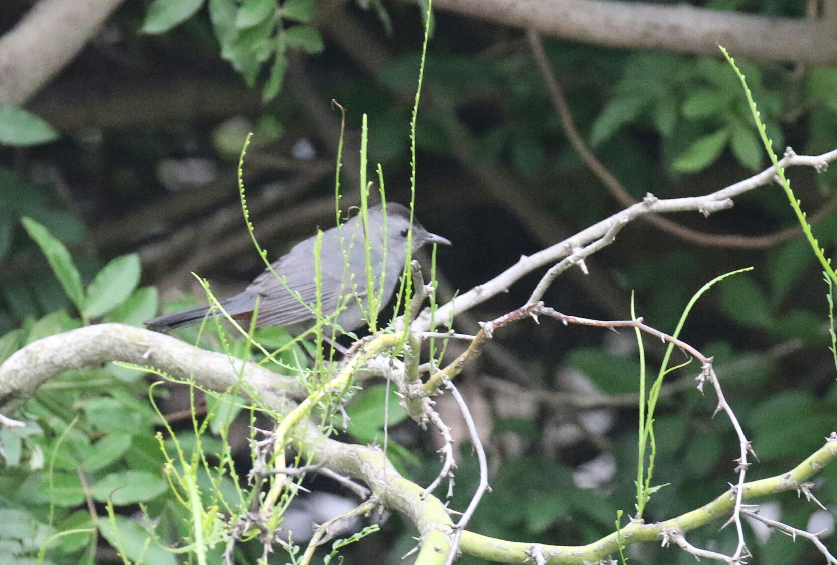 Gray Catbird