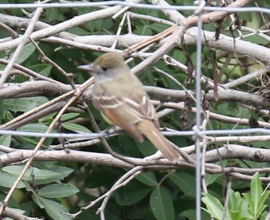 Great Crested Flycatcher 2