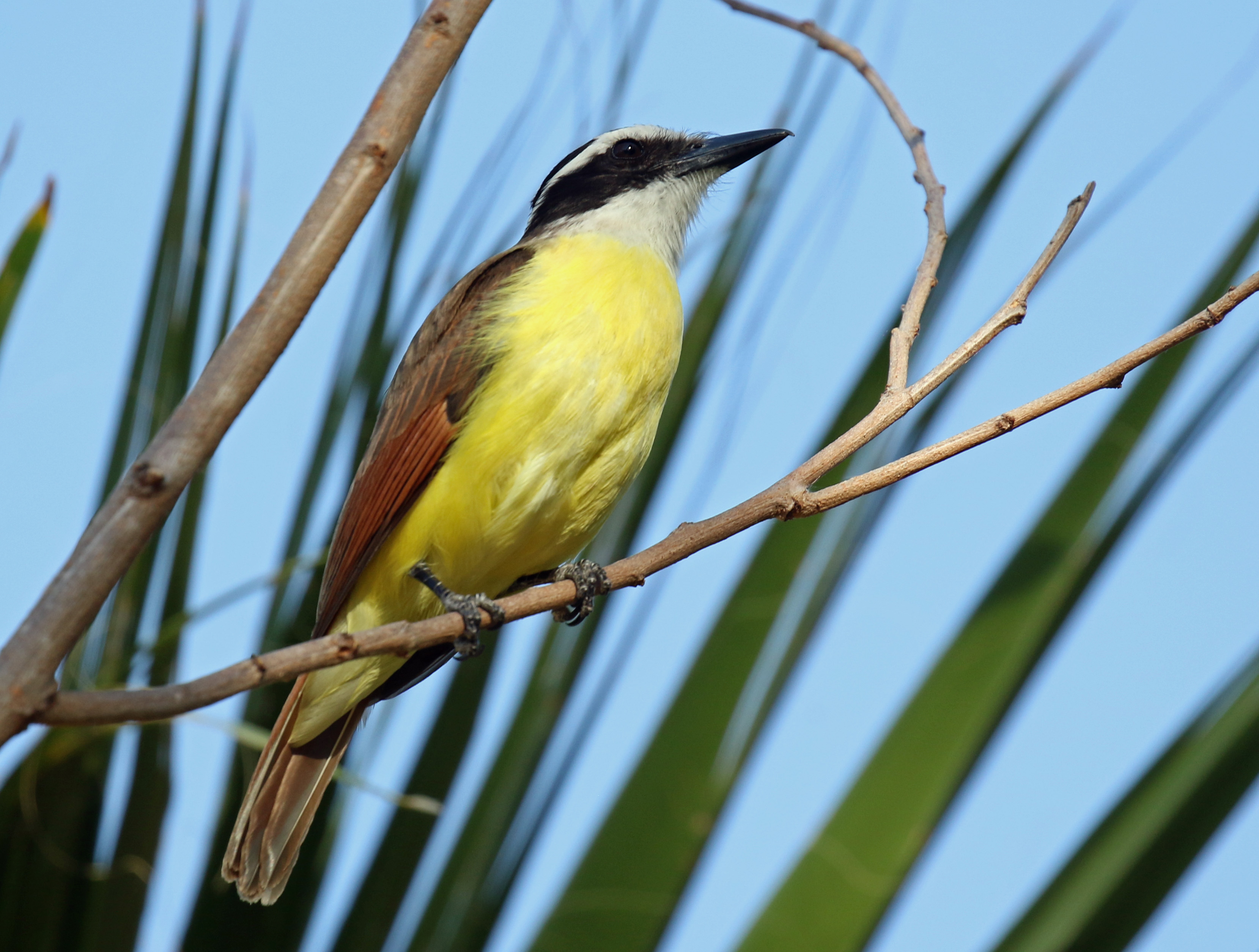 Great Kiskadee B