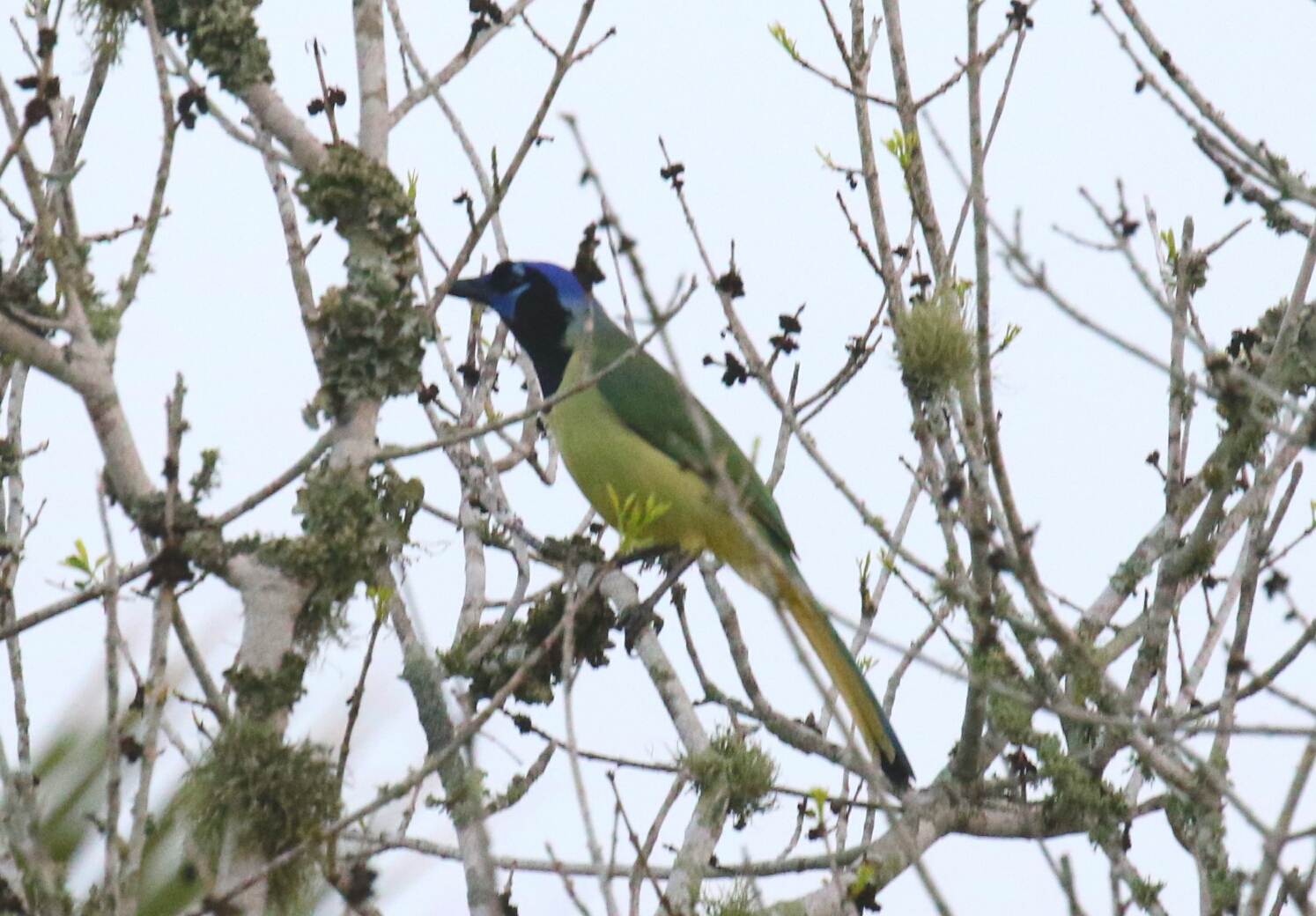 Green Jay1