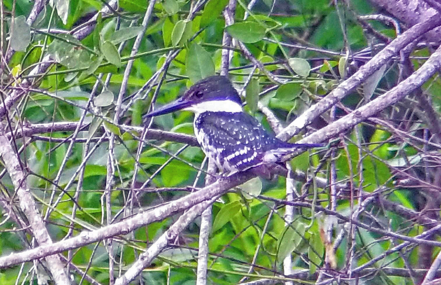 Green Kingfisher Phone