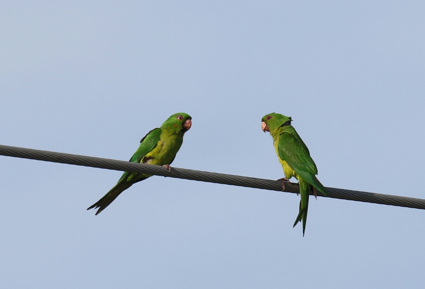 Green Parakeets 1