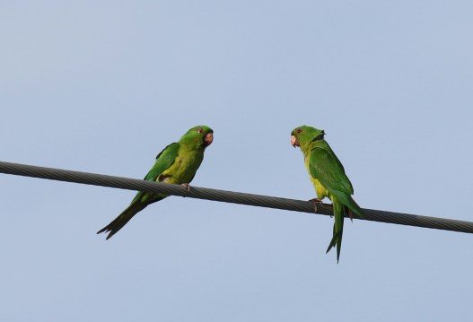 Green Parakeets 1