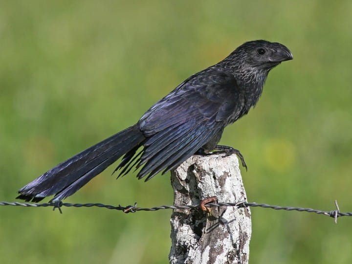 Groove Billed Ani from Cornell
