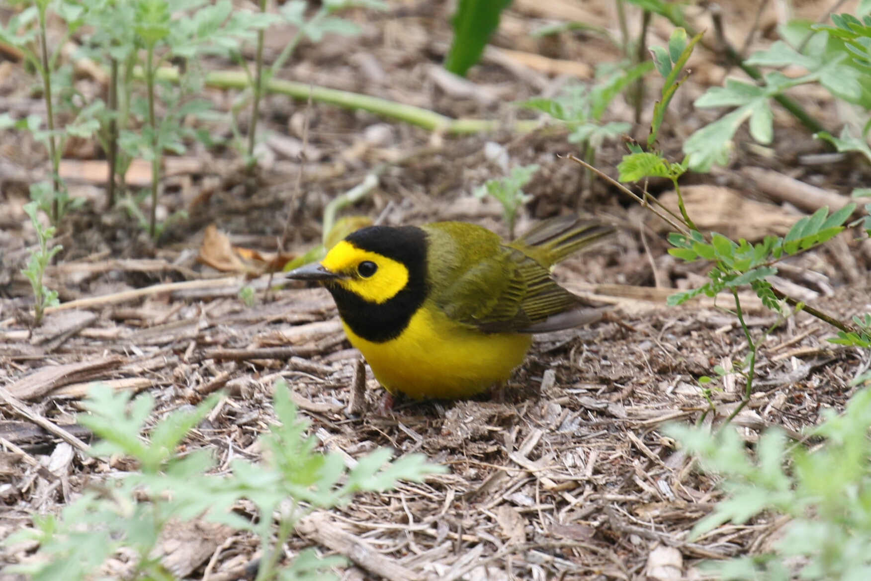 Hooded Warbler 3 - Copy