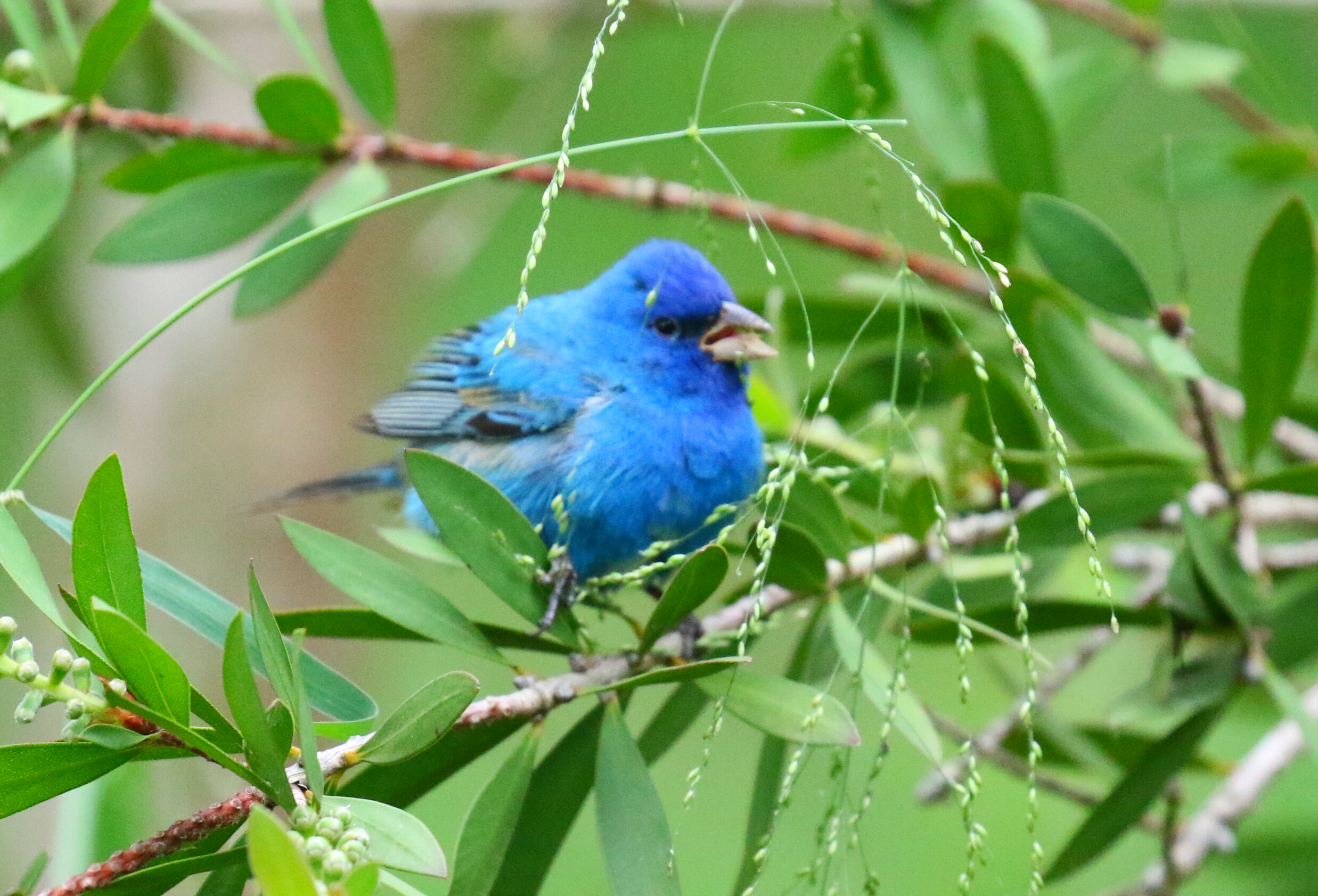 Indigo Bunting - Copy