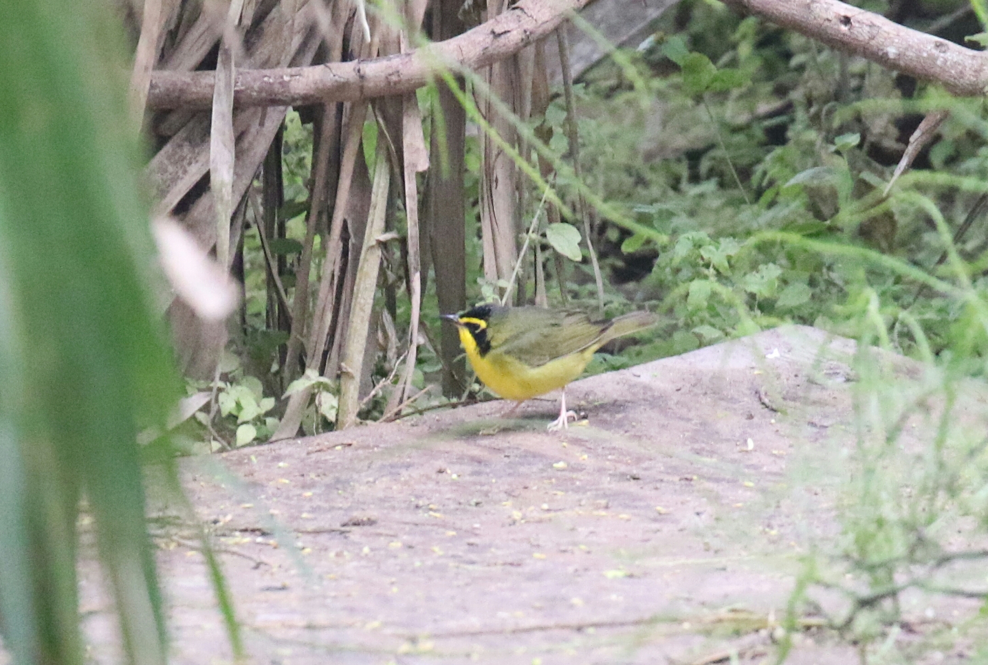 Kentucky Warbler 7