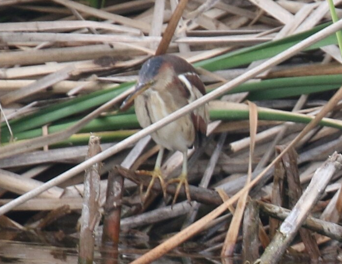 Least Bittern - Copy