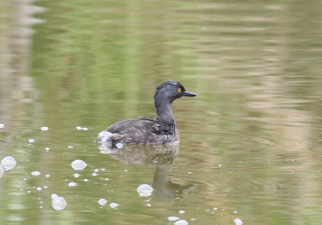 Least Grebe