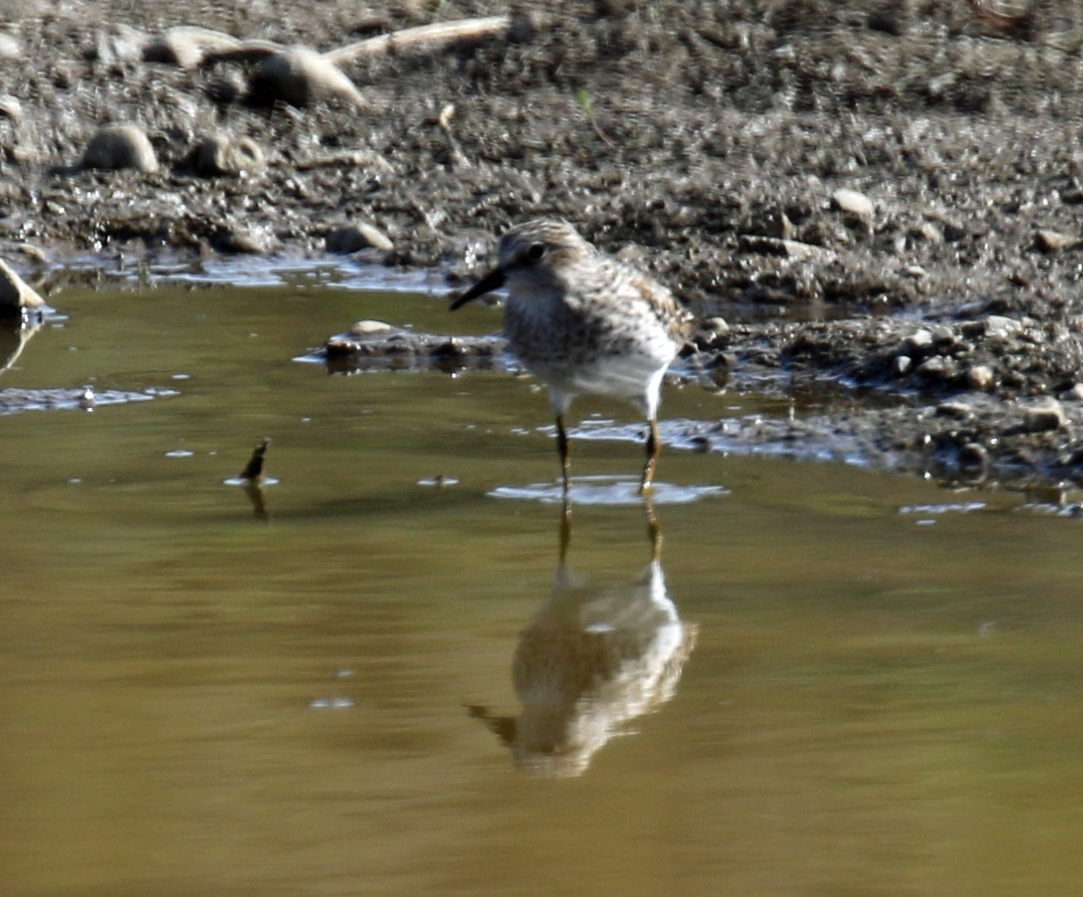 Least Sandpiper Kittitas3