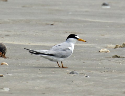 Least Tern B