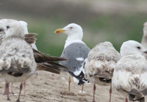 Lesser Black Backed Gull