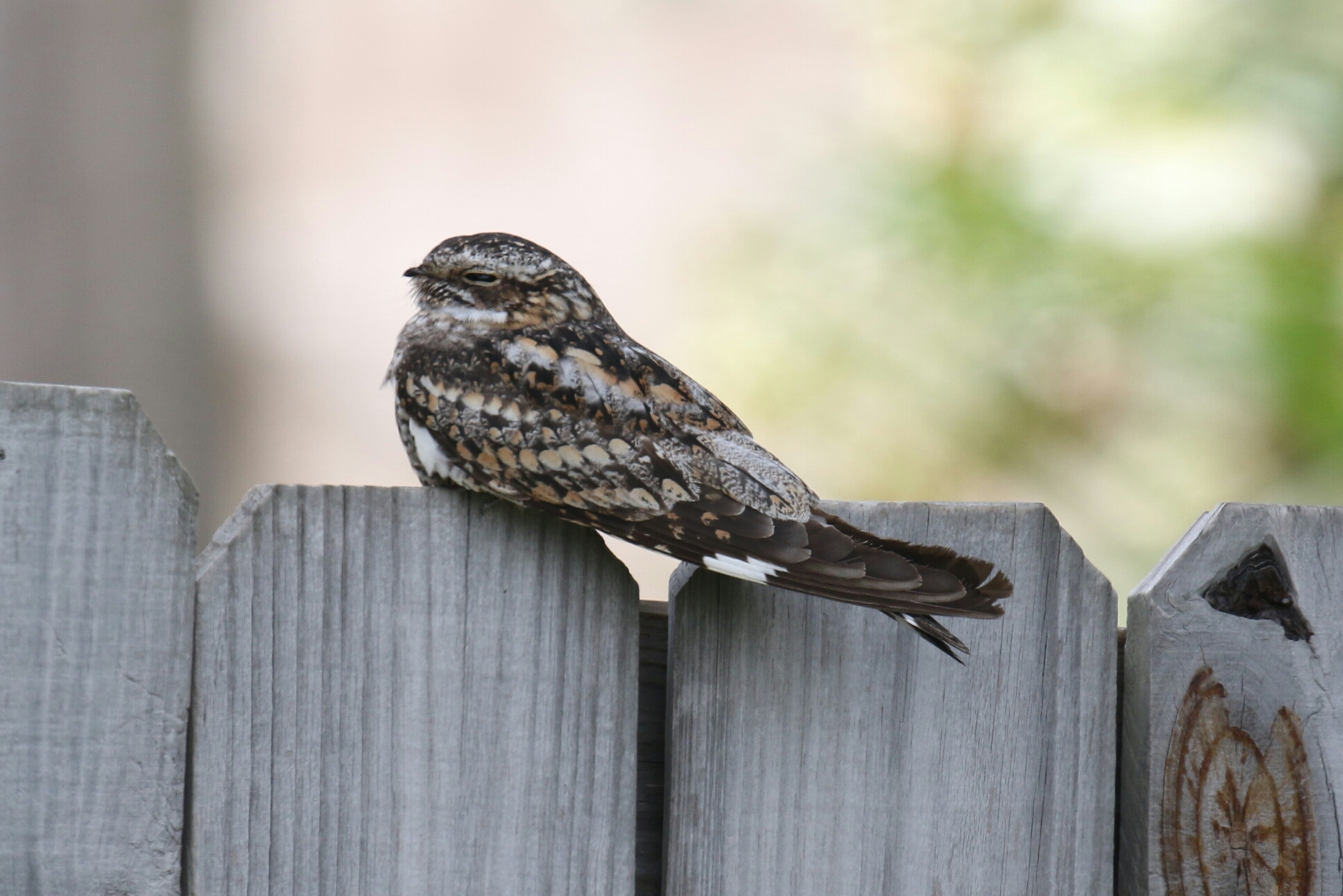 Lesser Nighthawk 2