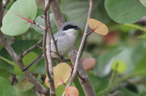 Loggerhead Shrike 5