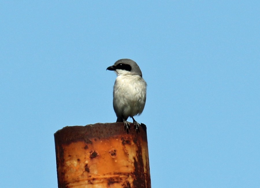 Loggerhead Shrike