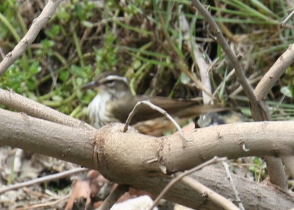 Louisiana Waterthrush 2