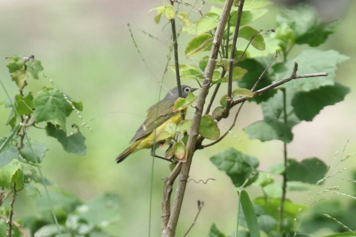 Nashville Warbler 2 - Copy