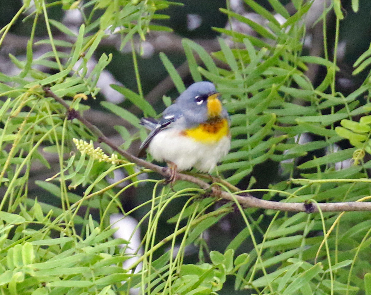 Northern Parula Warbler