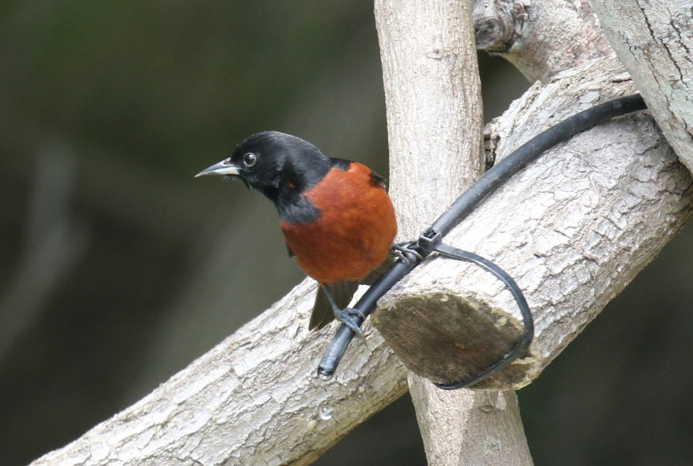 Orchard Oriole Male - Copy