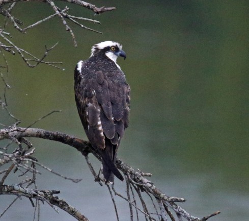 Osprey at Margerita