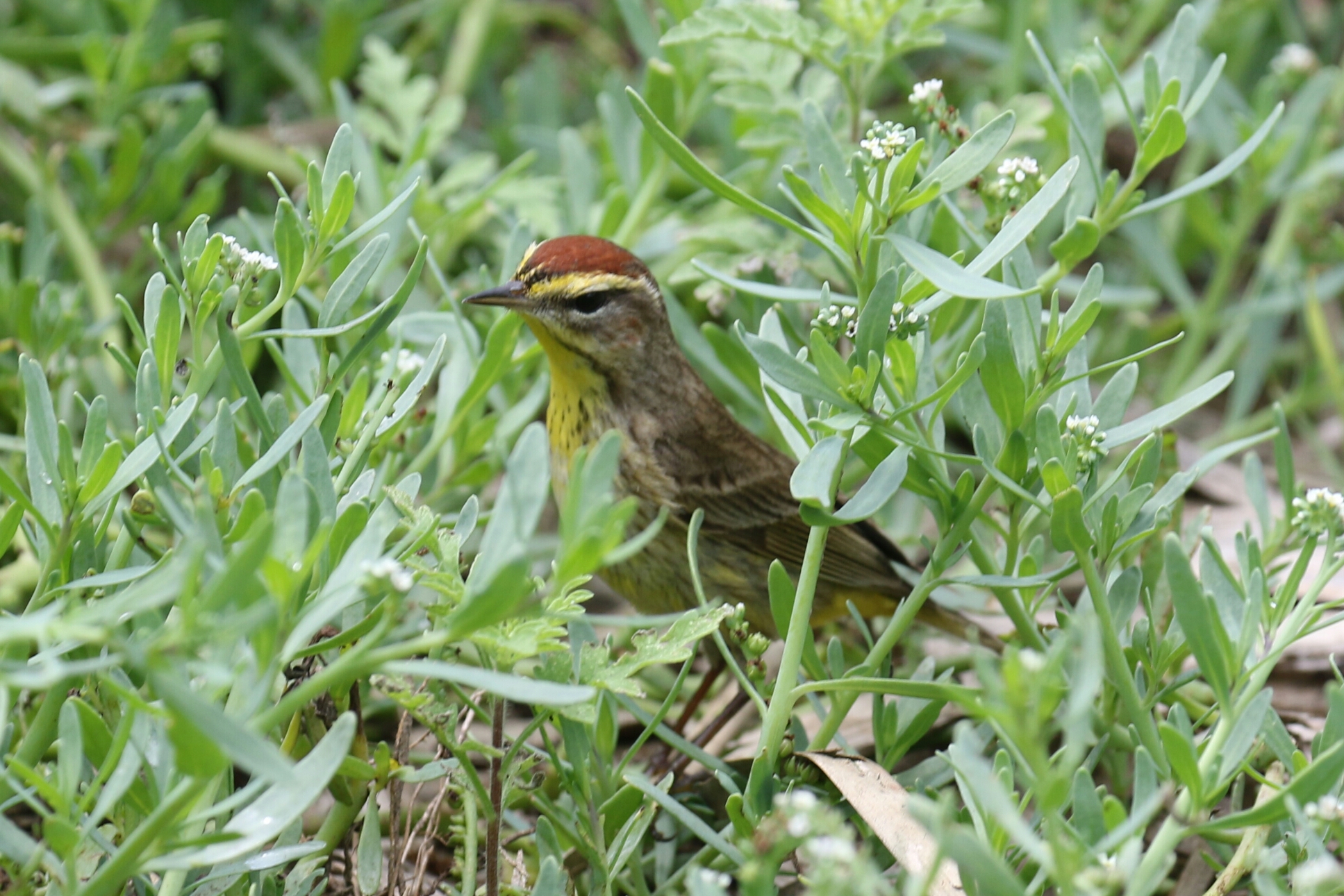 Palm Warbler 2 - Copy
