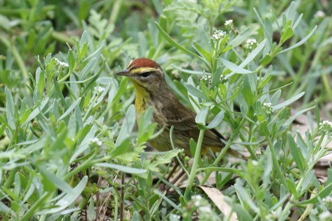 Palm Warbler 2 - Copy
