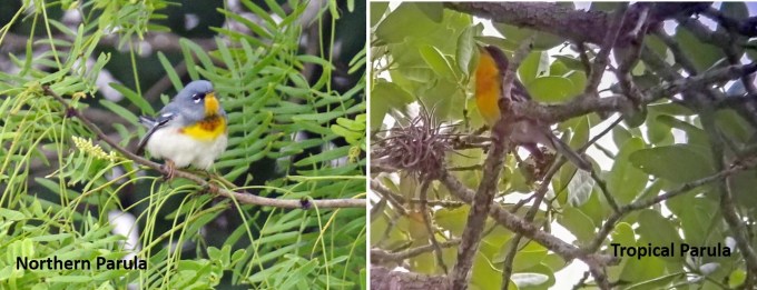 Parula Comparison