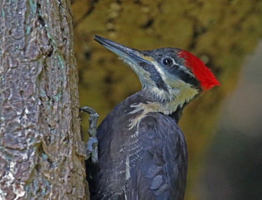 Pileated head