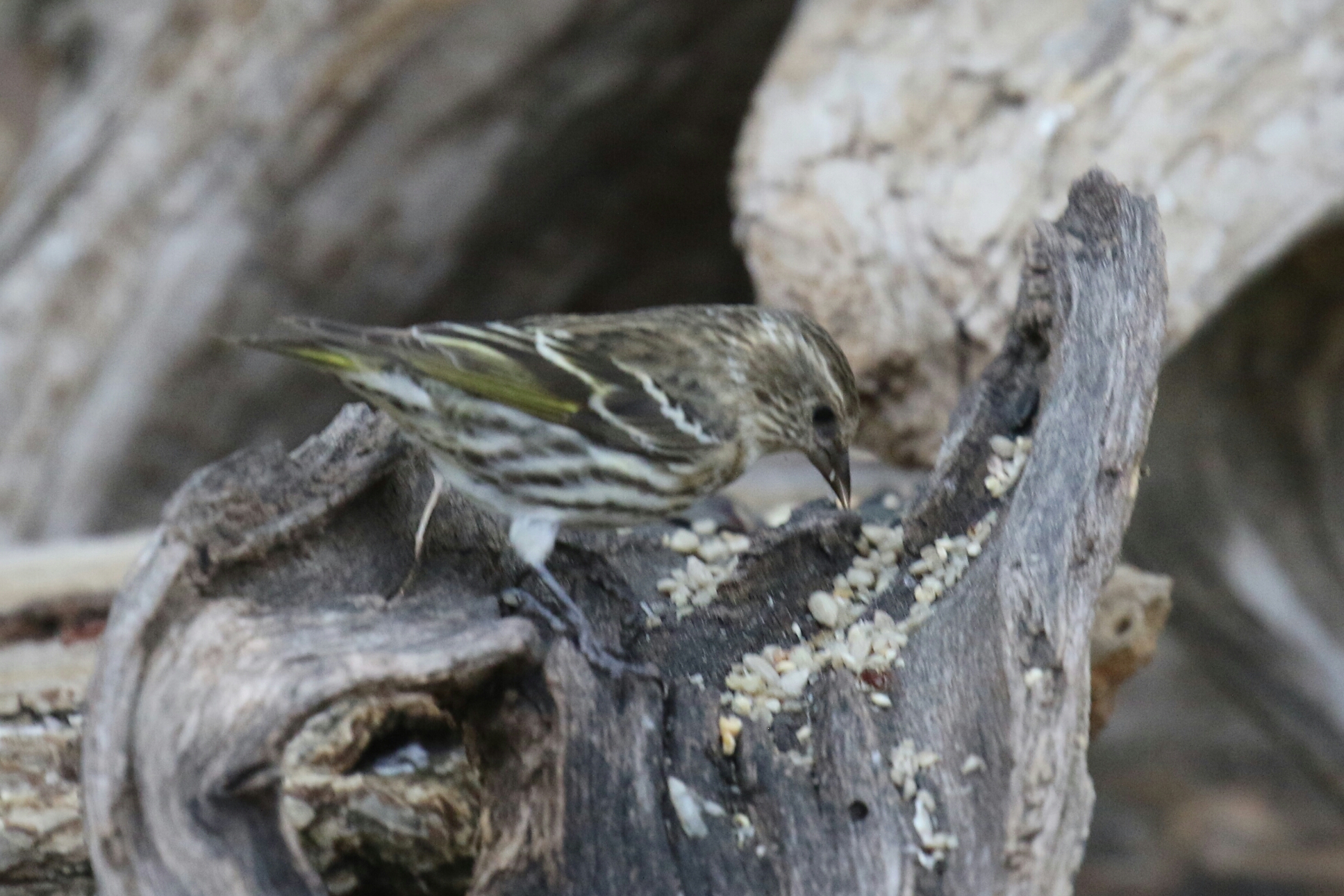 Pine Siskin