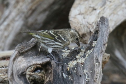 Pine Siskin