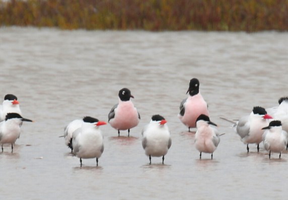 Pink Franklin's Gull