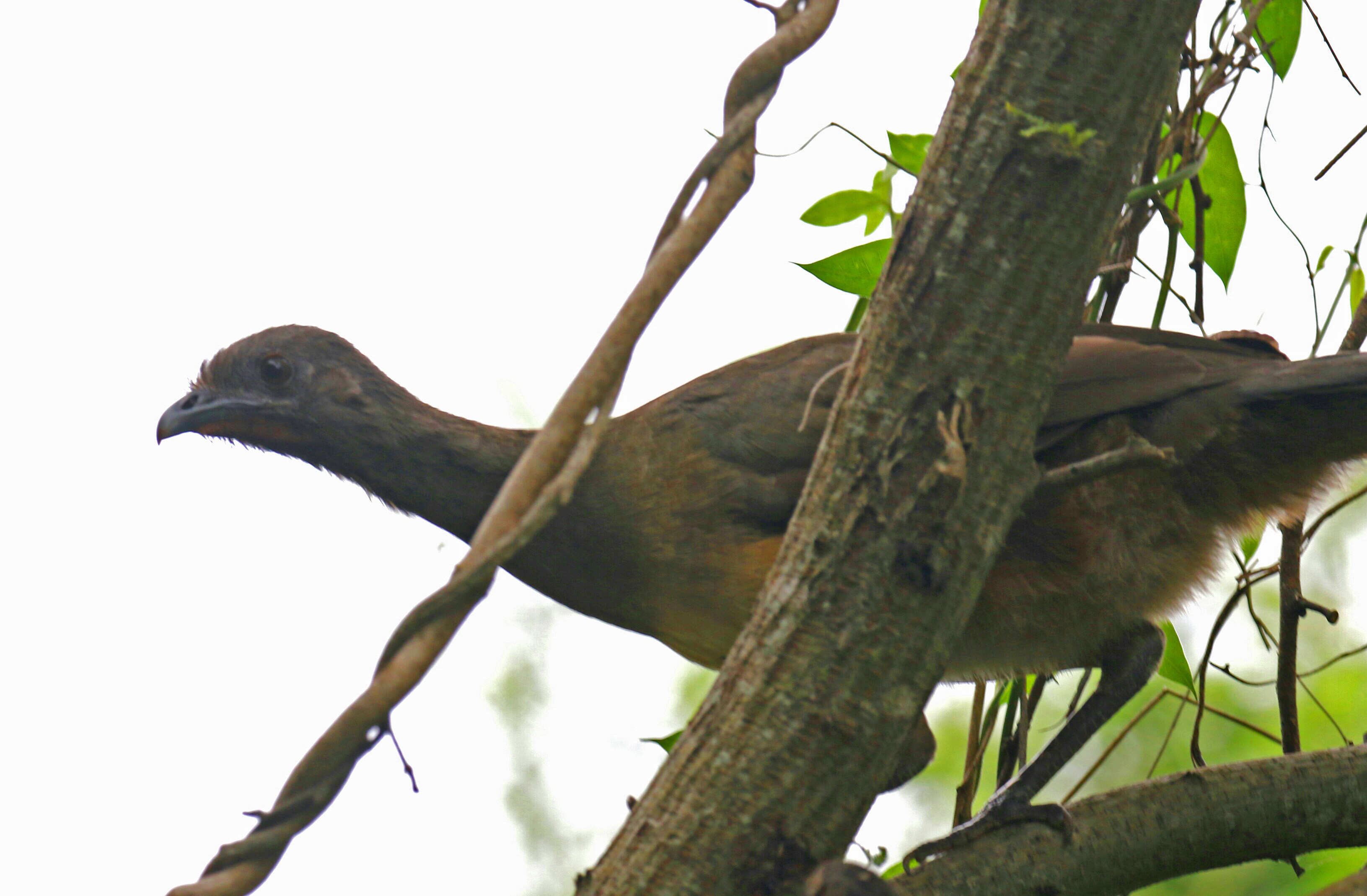 Plain Chachalaca