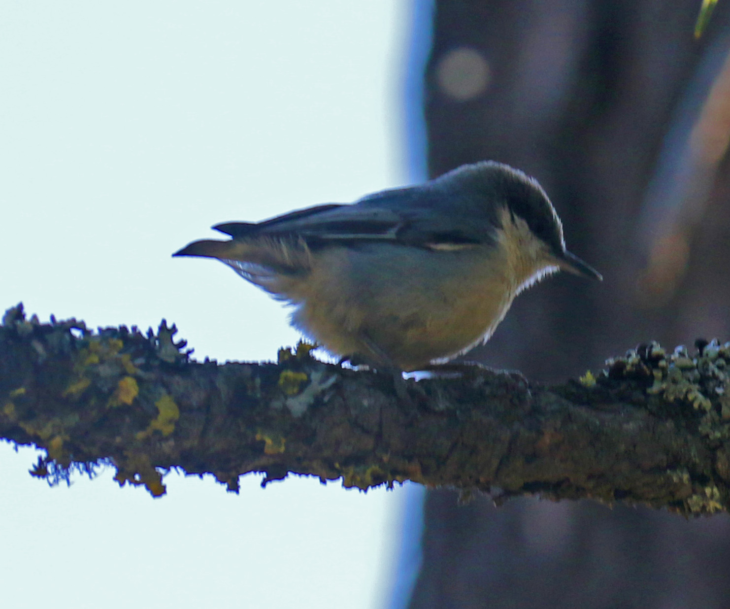 Pygmy Nuthatch