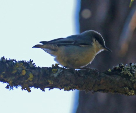 Pygmy Nuthatch
