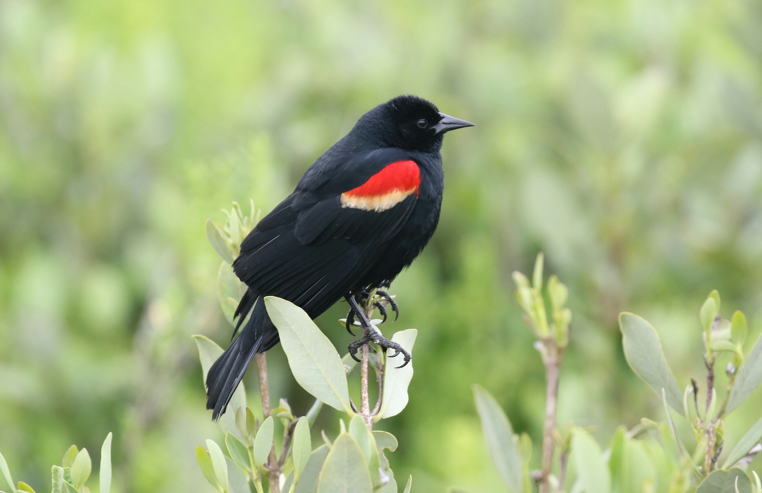 Red Winged Blackbird