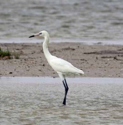 Reddish Egret White Morph