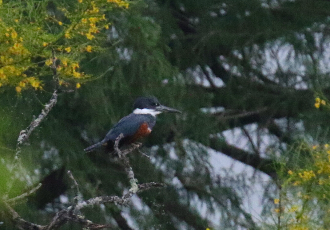 Ringed Kingfisher 1