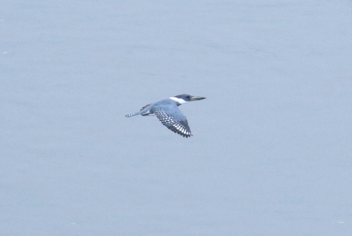 Ringed Kingfisher Flight1