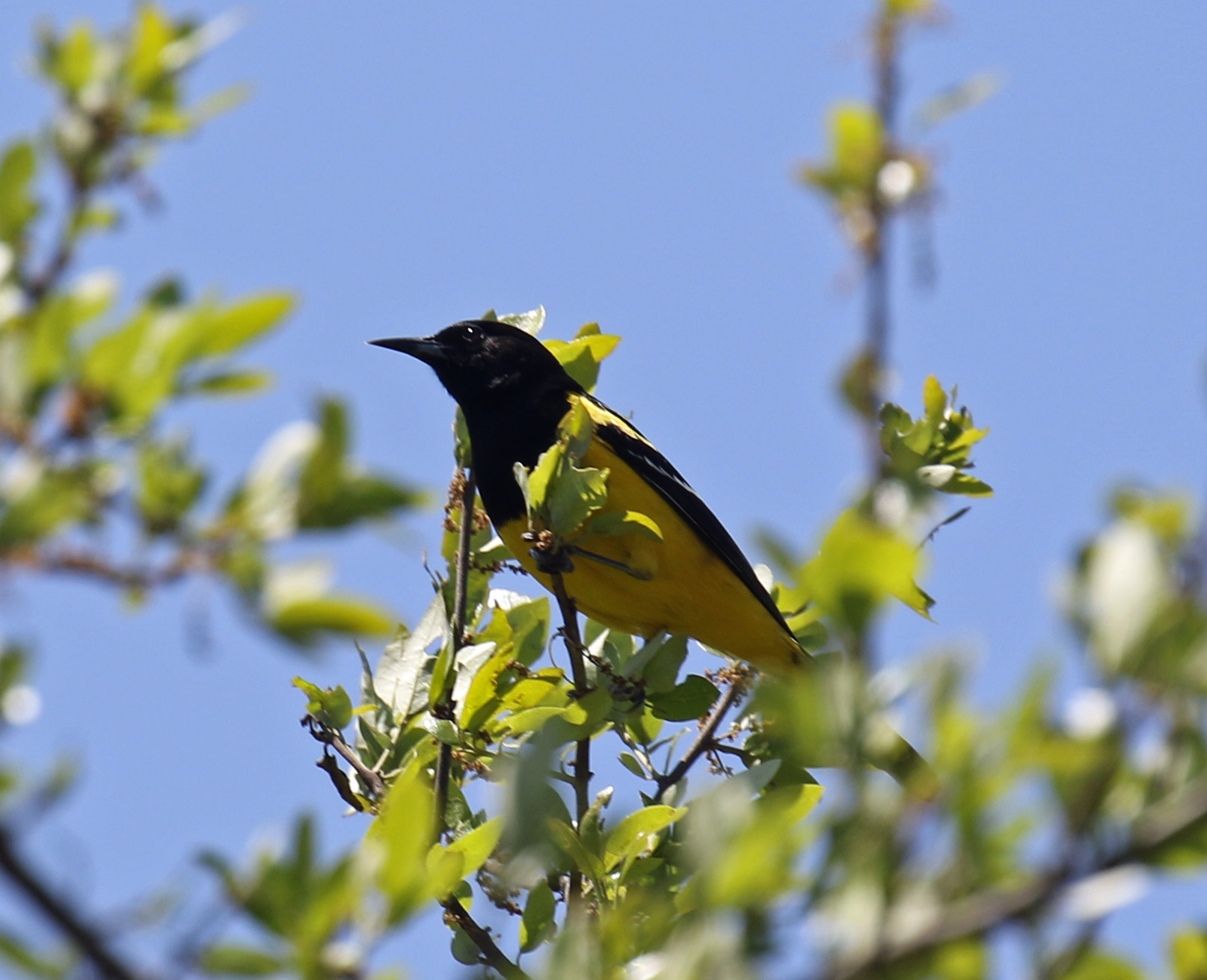 Scott's Oriole