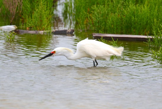 Snowy Egret