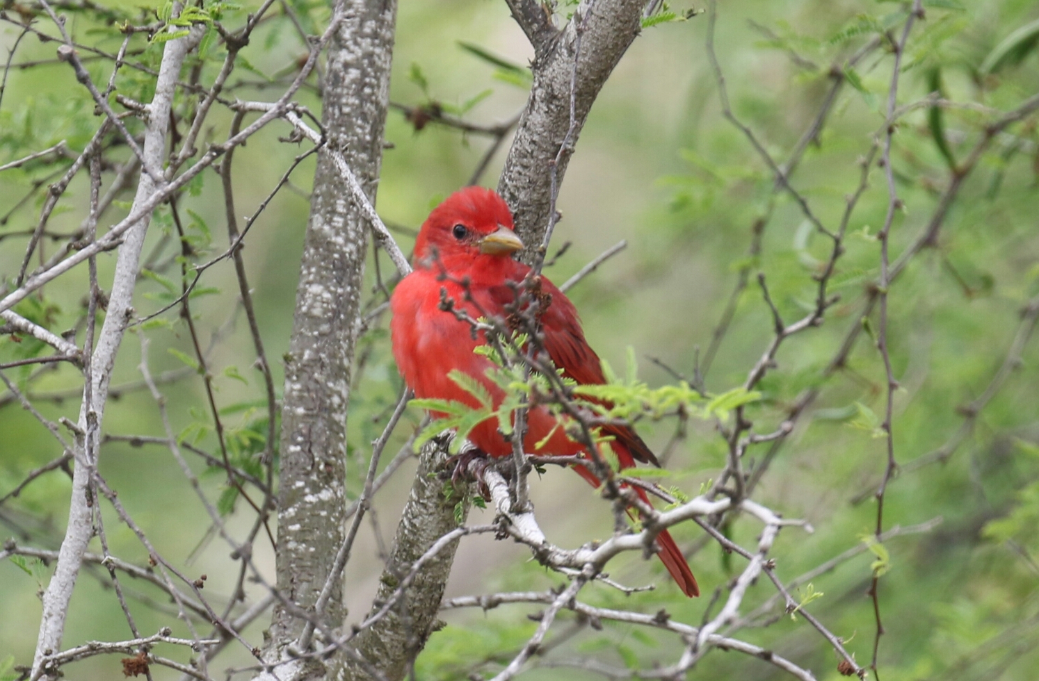 Summer Tanagerx - Copy