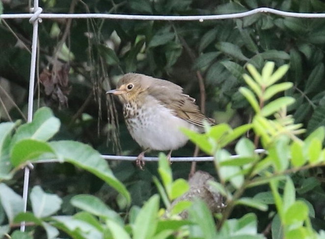 Swainson's Thrush 3