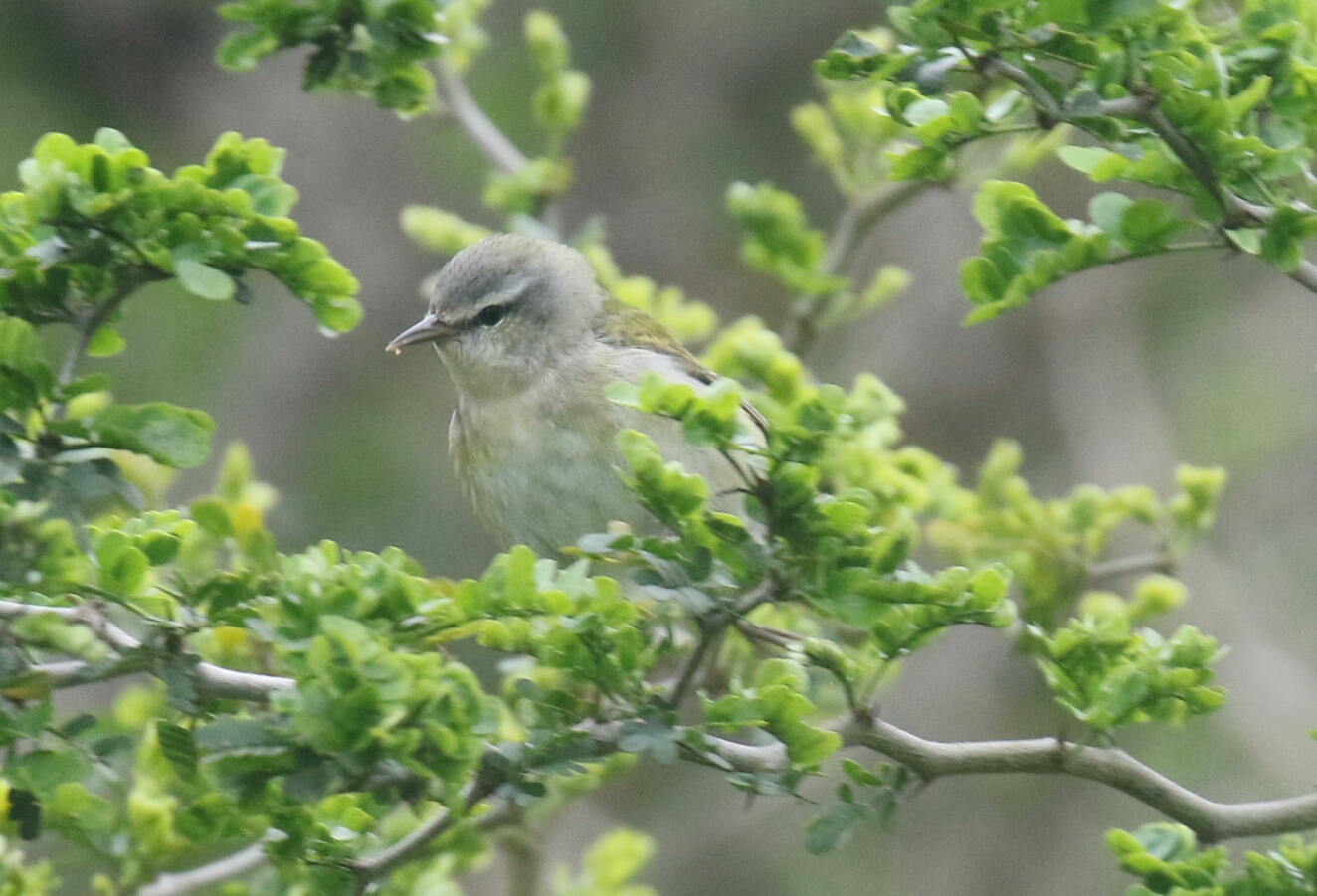 Tennessee Warbler