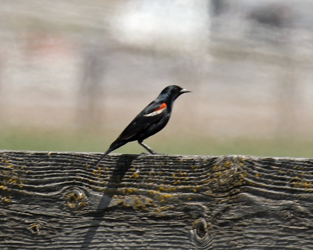 Tricolored Blackbird