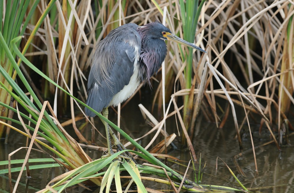 Tricolored Heron 7.jpg
