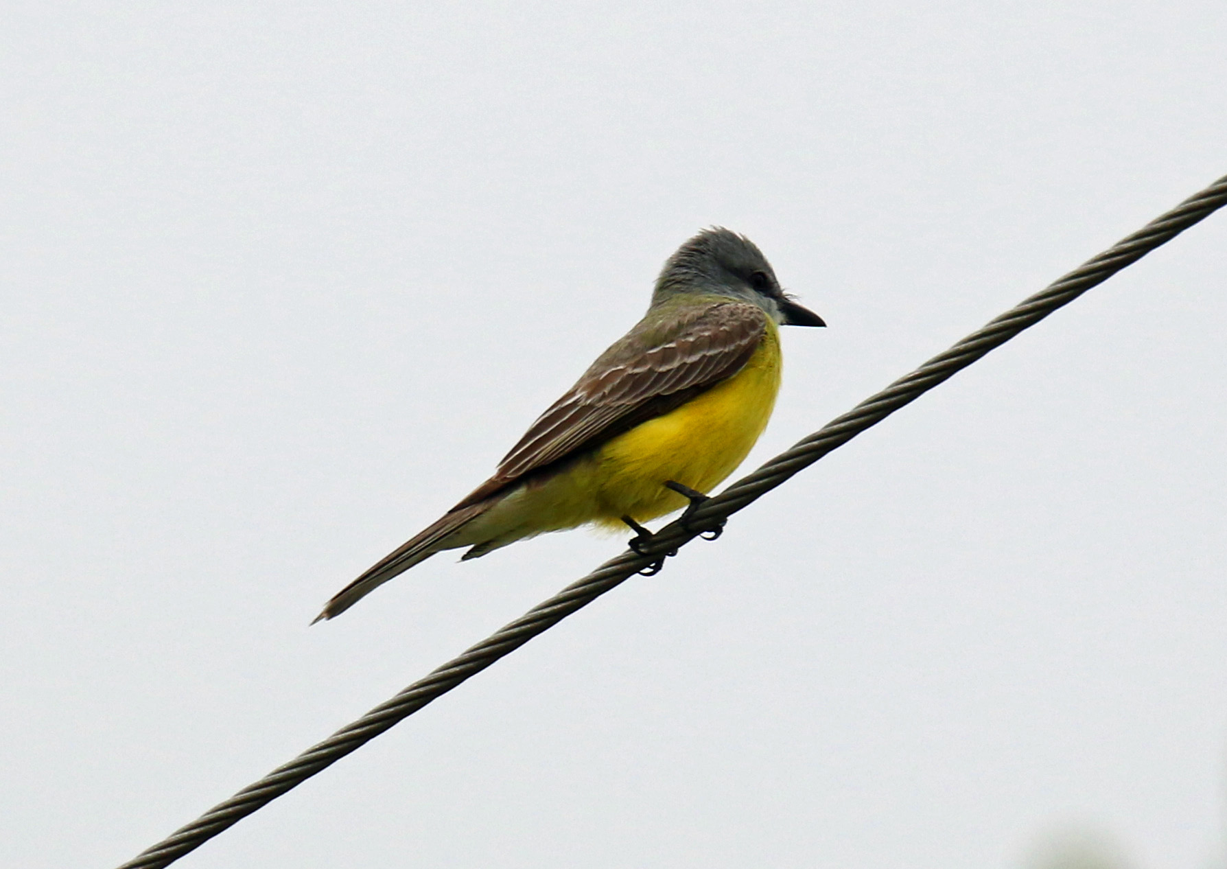 Tropical Kingbird
