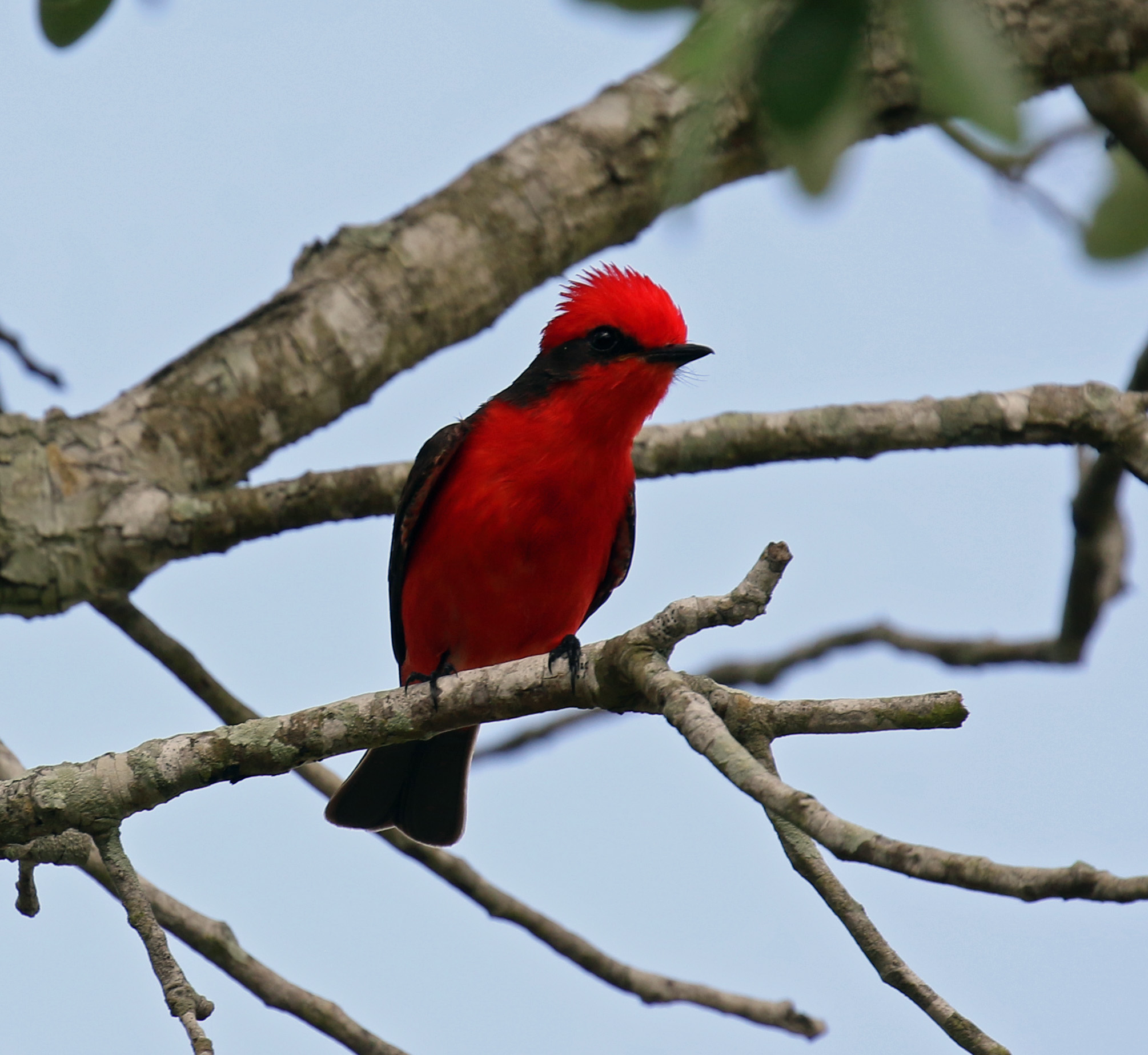 Vermillion Flycatcher King Ranch