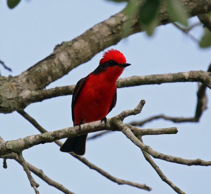 Vermillion Flycatcher King Ranch