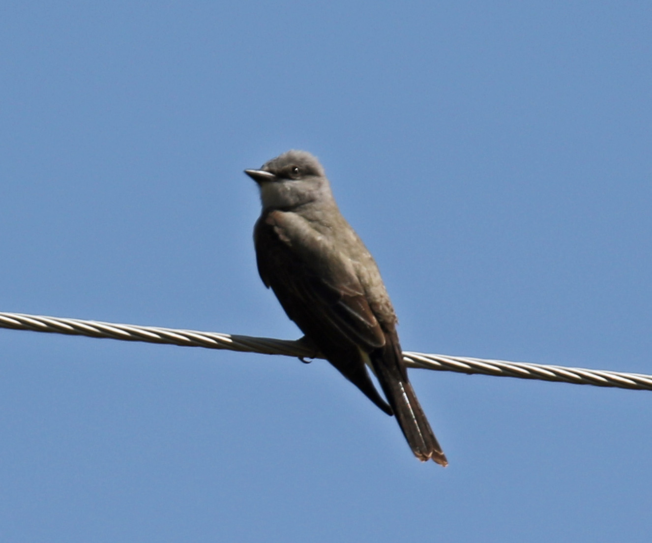 Western Kingbird1
