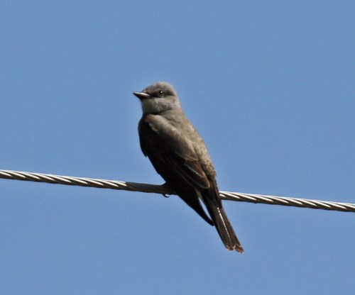 Western Kingbird1